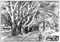 /album/lavirovana-kresba/pod-platany-jpg/